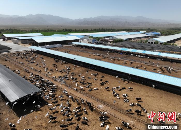 航拍宁夏贺兰山东麓的宁夏农垦集团贺兰山奶业有限公司奶牛养殖大棚。　于晶 摄