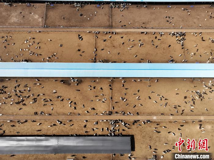 航拍宁夏贺兰山东麓的宁夏农垦集团贺兰山奶业有限公司奶牛养殖大棚。　于晶 摄