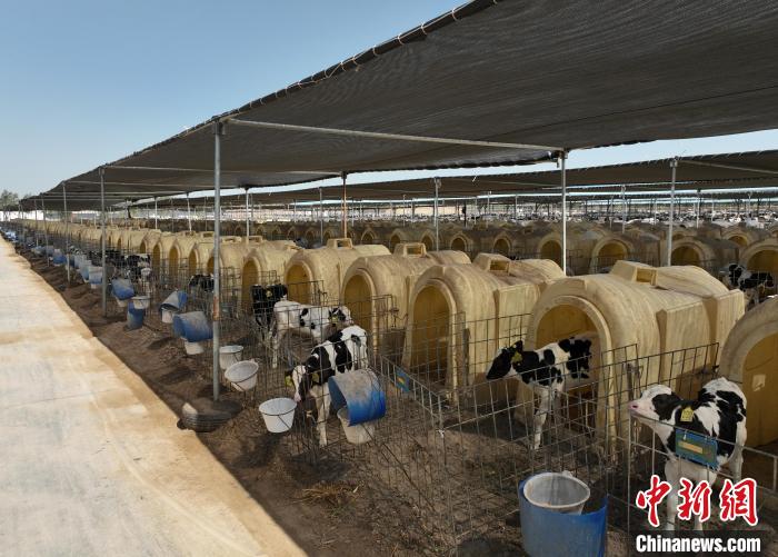 航拍宁夏贺兰山东麓的宁夏农垦集团贺兰山奶业有限公司牛犊饲养区。　于晶 摄