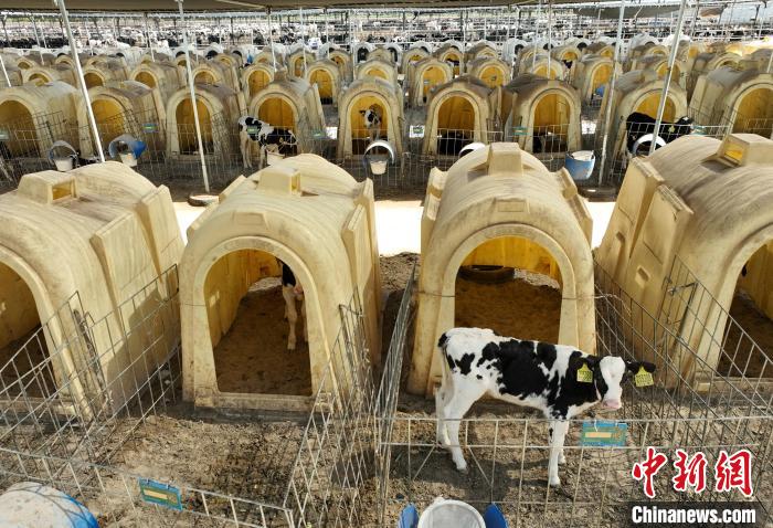 航拍宁夏贺兰山东麓的宁夏农垦集团贺兰山奶业有限公司牛犊饲养区。　于晶 摄