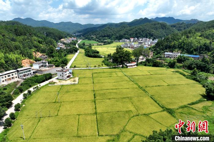 上杭县中都镇聚胜家庭农场的早稻田里，沉甸甸的稻穗压弯了稻杆。　杨国鑫 摄