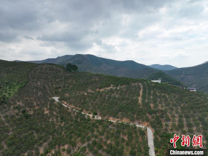 田东县漫山遍野的芒果树。　王以照 摄