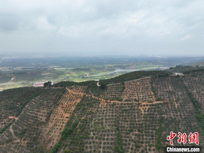 当地将公路修上山顶，便于民众养护和采收芒果。　王以照 摄