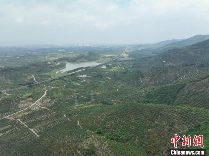 动车组在成片芒果基地中穿过。　王以照 摄