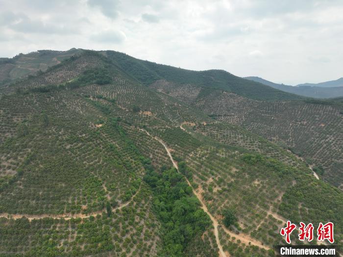 芒果树从山脚一直种到山顶。　王以照 摄