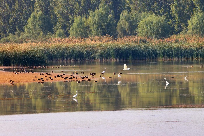 玉清湖沉沙池湿地成鸟类天堂