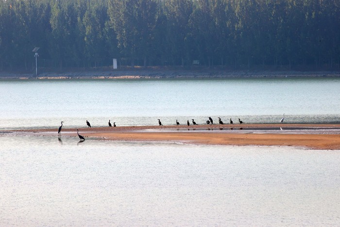 玉清湖沉沙池湿地成鸟类天堂