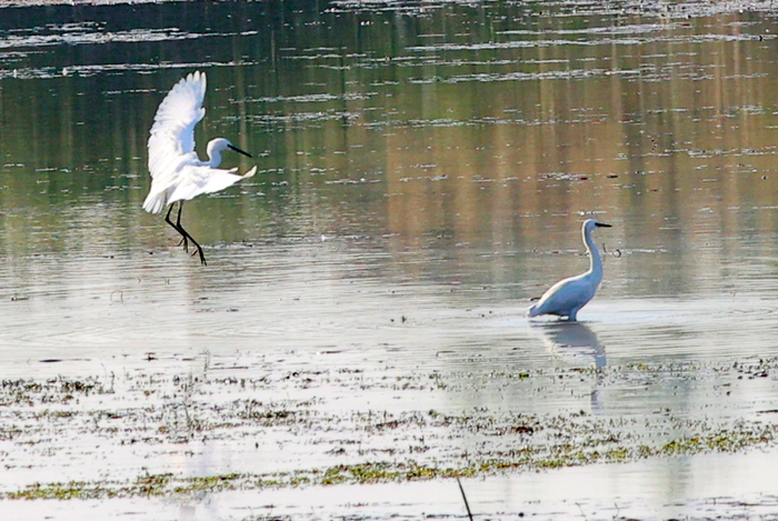 玉清湖沉沙池湿地成鸟类天堂