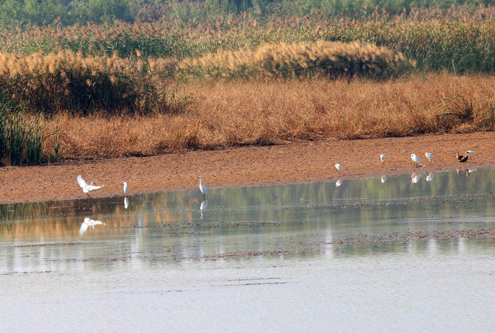 玉清湖沉沙池湿地成鸟类天堂
