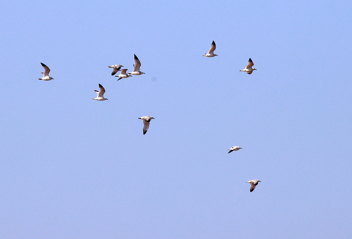 玉清湖沉沙池湿地成鸟类天堂