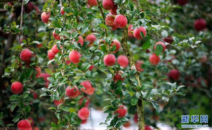 诱人的红苹果缀满枝头（10月8日摄）。新华网发（ 郭家龙 摄）