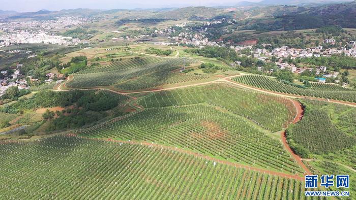 成片的苹果种植基地（10月8日摄）。新华网发（鲁甸县融媒体中心 供图）