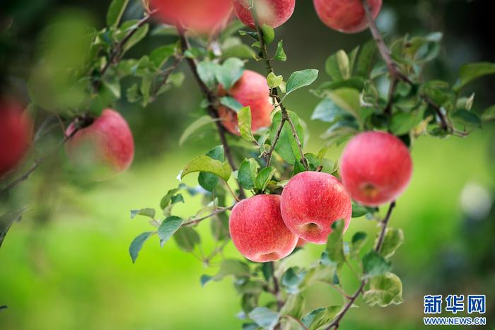 成熟的鲁甸苹果（10月8日摄）。新华网发（ 郭家龙 摄）