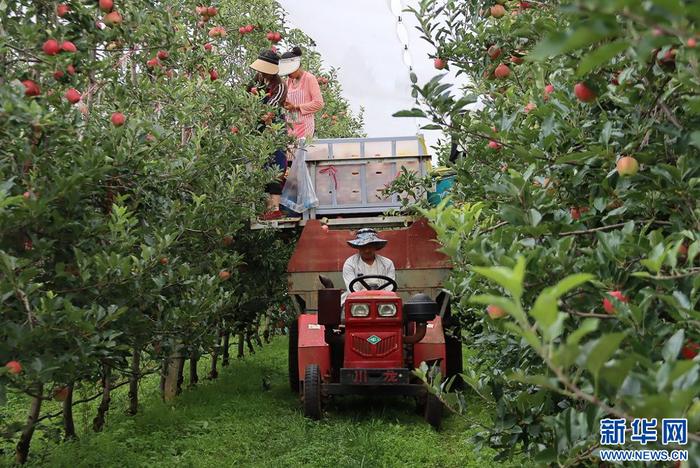 苹果机械化采收 （10月6日摄）。新华网发（鲁甸县融媒体中心 供图）