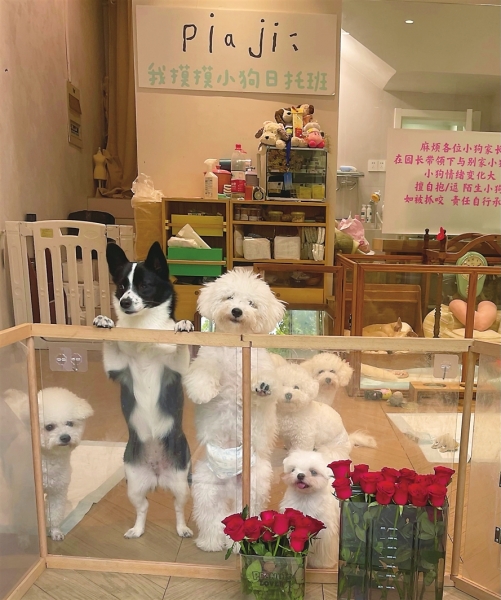 　　因有事无法照料，宠物狗被主人送到一家宠物“日托班”。　　记者　　蒋祖华摄