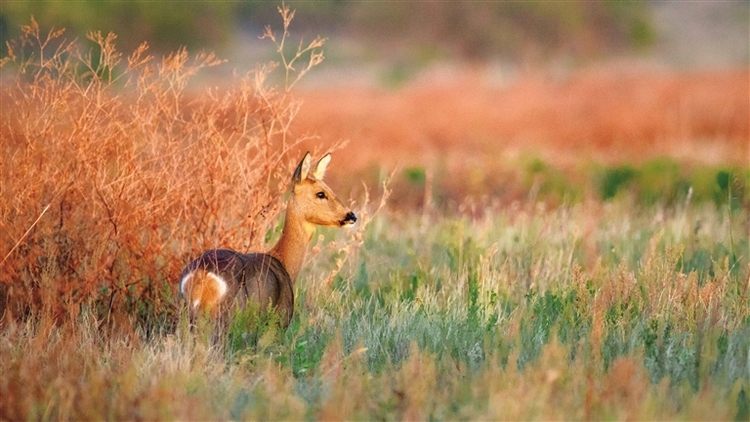 斑斓秋色入画来_fororder_3027537_jaj_1698042454035_s