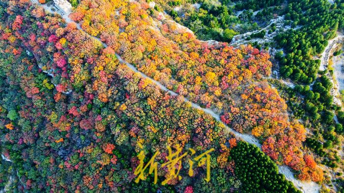 霜降时节，泉城满山红叶秋韵浓