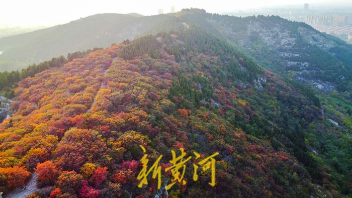 霜降时节，泉城满山红叶秋韵浓