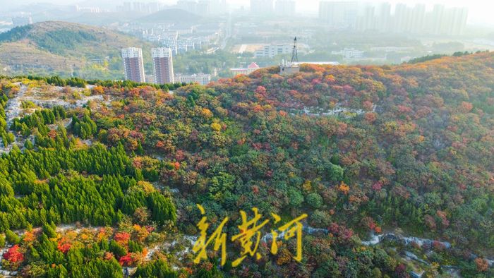 霜降时节，泉城满山红叶秋韵浓