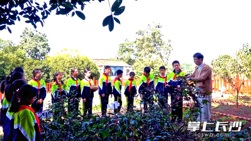 在学校的“梨梦园”中草药种植基地采摘洛神花。