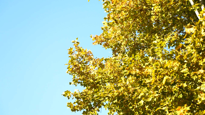 济南百花公园冬日别样美
