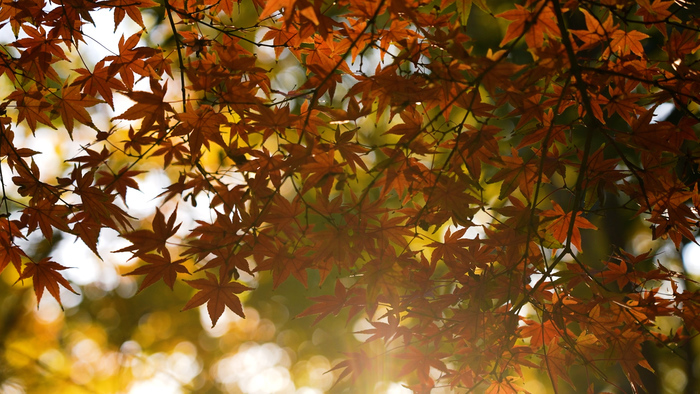 济南百花公园冬日别样美