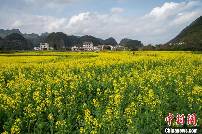 贵州兴义：冬日油菜花竞相绽放 | 极目新闻