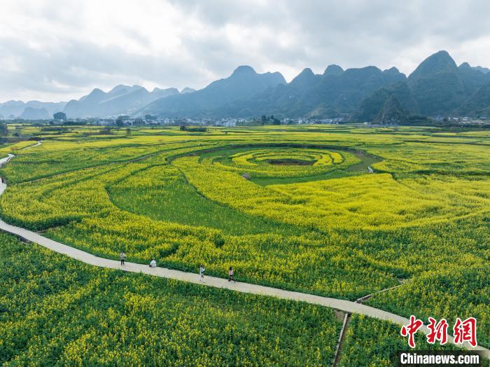 贵州兴义：冬日油菜花竞相绽放 | 极目新闻