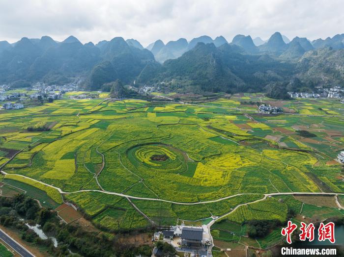 贵州兴义：冬日油菜花竞相绽放 | 极目新闻