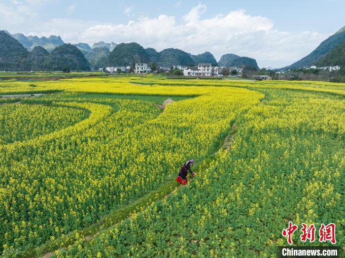 贵州兴义：冬日油菜花竞相绽放 | 极目新闻
