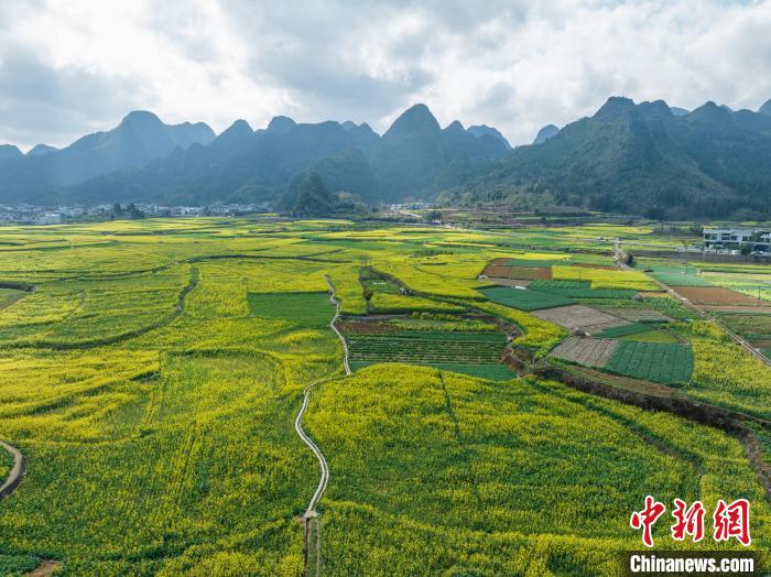 贵州兴义：冬日油菜花竞相绽放 | 极目新闻
