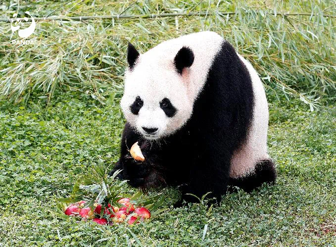 旅西大熊猫“冰星”“花嘴巴”一家平安抵达成都