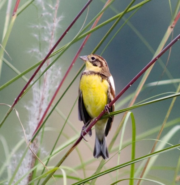 640_wx_fmt=jpeg&from=appmsg&tp=webp&wxfrom=5&wx_lazy=1&wx_co=1.webp (1)