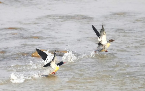 640_wx_fmt=jpeg&from=appmsg&tp=webp&wxfrom=5&wx_lazy=1&wx_co=1.webp (2)