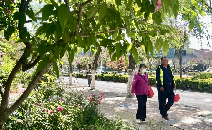 蔷薇盛开，打造济南街角的烂漫春色