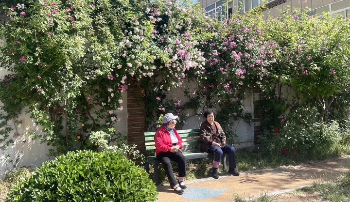 蔷薇盛开，打造济南街角的烂漫春色