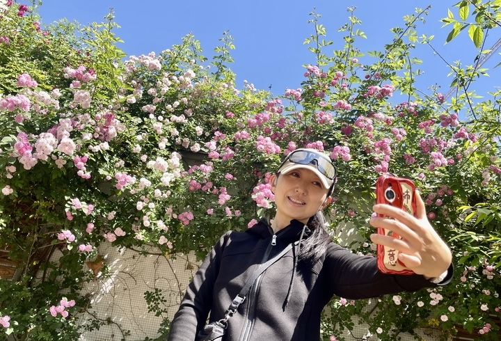 蔷薇盛开，打造济南街角的烂漫春色