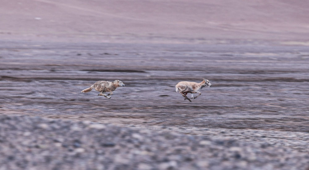 神奇动物在西藏丨迁徙路上藏羚羊的故事