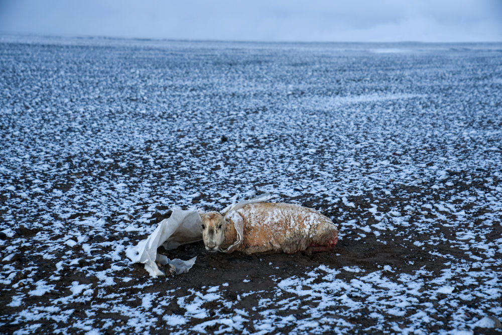 神奇动物在西藏丨迁徙路上藏羚羊的故事