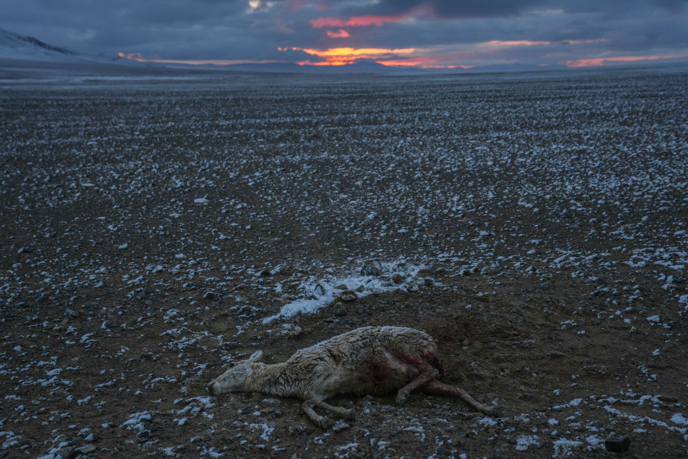 神奇动物在西藏丨迁徙路上藏羚羊的故事