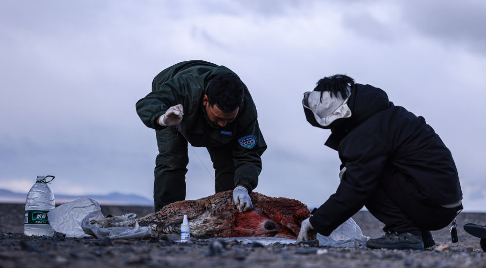 神奇动物在西藏丨迁徙路上藏羚羊的故事