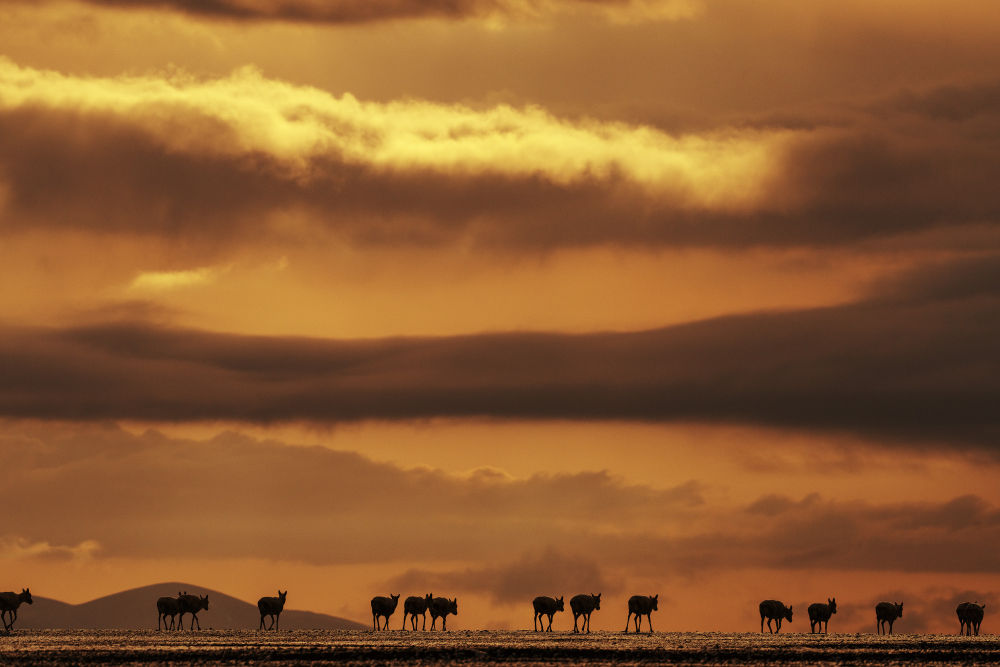 神奇动物在西藏丨迁徙路上藏羚羊的故事