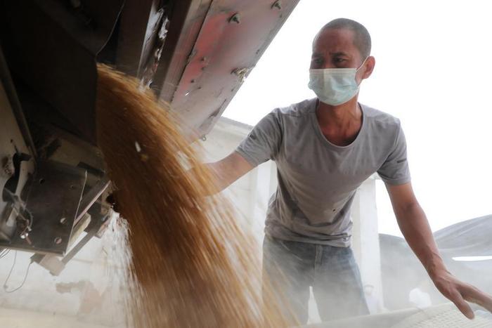  6月16日，河南省焦作市温县一家粮库职工在往仓库储运夏粮。新华社发（徐宏星 摄）