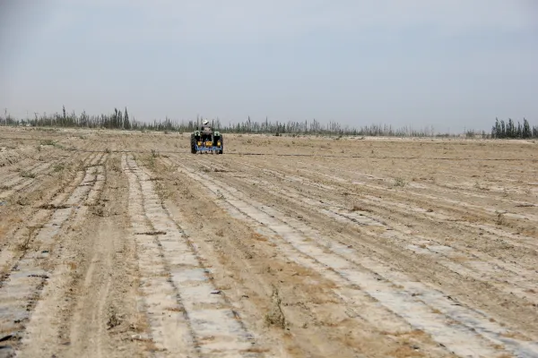 新疆库尔勒市青贮玉米播种陆续展开