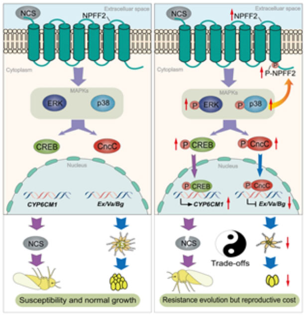 揭秘害虫抗药性的进化之谜：一场“鱼与熊掌”的较量
