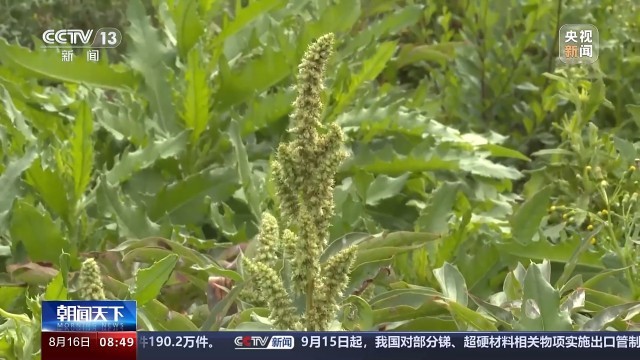 北方秋季花粉过敏原有哪些 如何防护？-第1张-资讯-青岛传媒有限公司