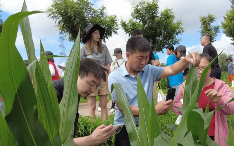 “虫口夺粮” 京津冀秋粮病虫害发生趋势会商在密云举行