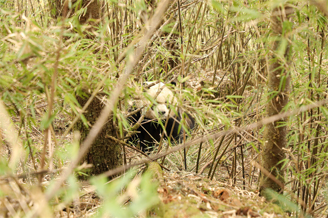 实名认证！3月份被拍到“谈恋爱”的两只大熊猫是它们