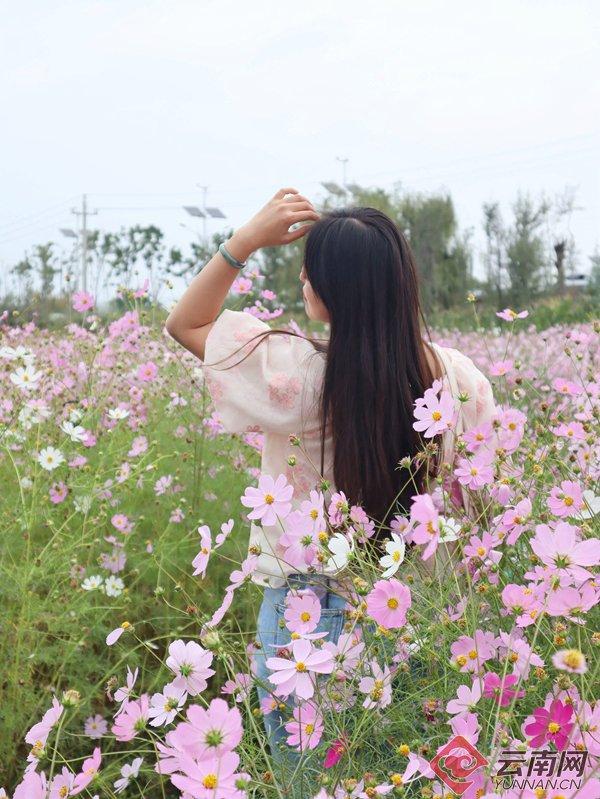 游客在花海拍照。