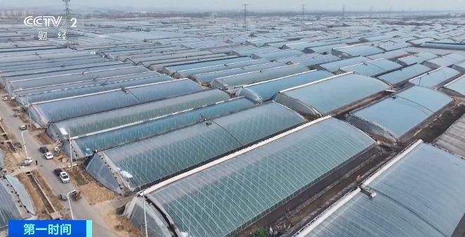 日交易量6000吨 山东寿光迎来“南菜北运”高峰期